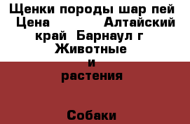 Щенки породы шар-пей › Цена ­ 5 000 - Алтайский край, Барнаул г. Животные и растения » Собаки   . Алтайский край